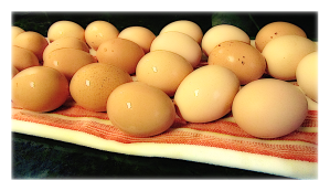 image of eggs