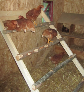 little chickens in coop