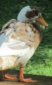 image of duck