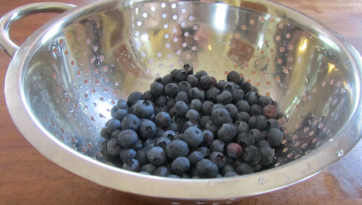 blueberries from garden