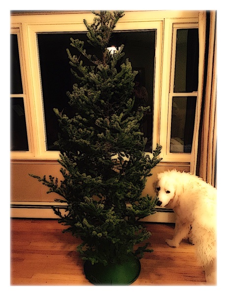Gus and Christmas Tree