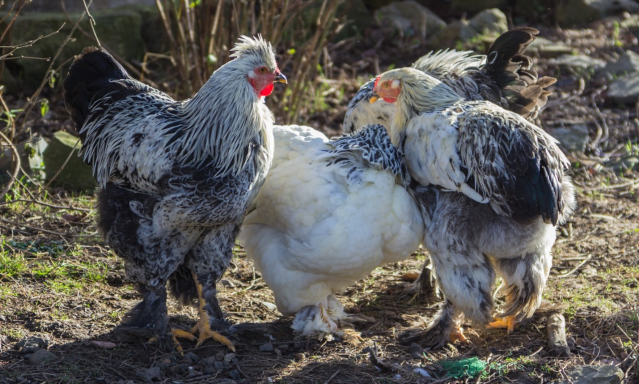 Jersey Giant X Light Brahma?  BackYard Chickens - Learn How to Raise  Chickens